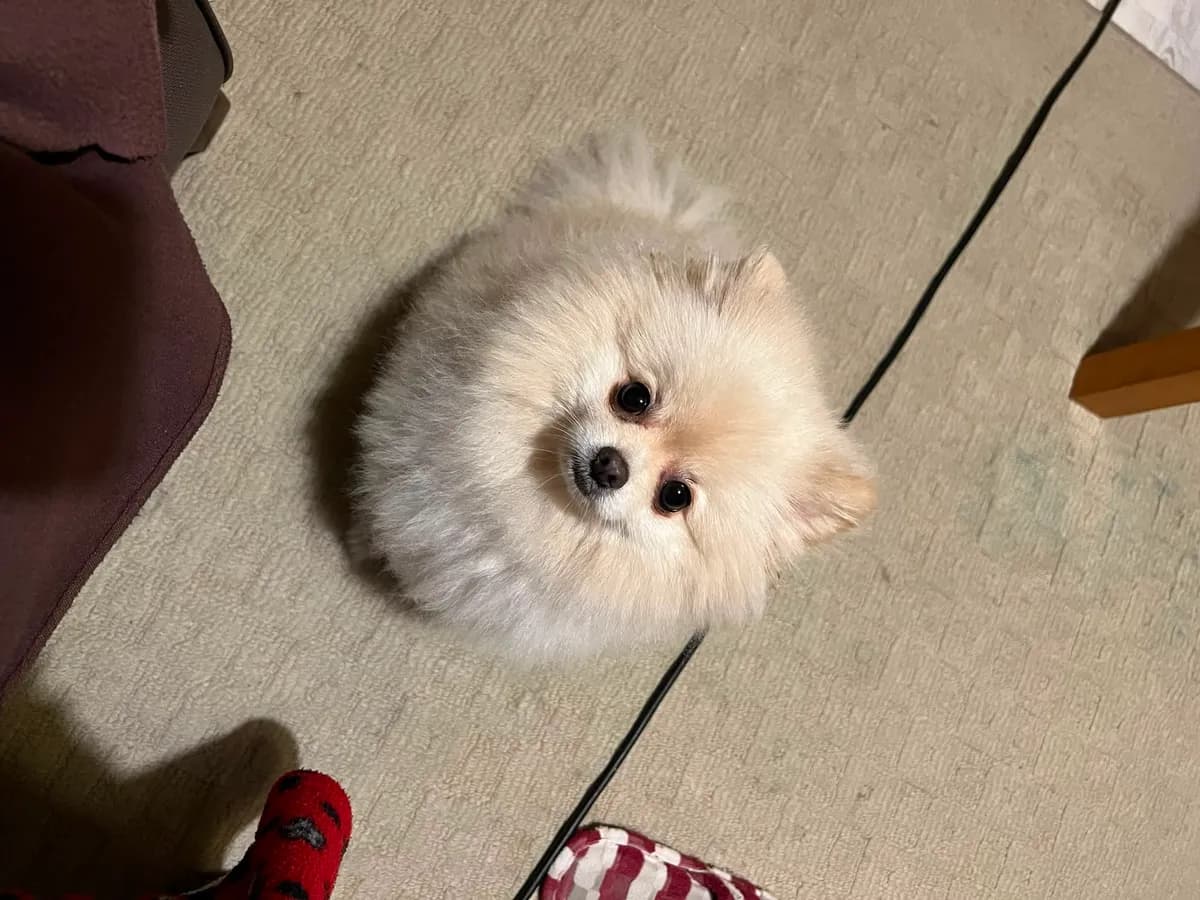 JJay the white Pomeranian looking up at the camera during a walk